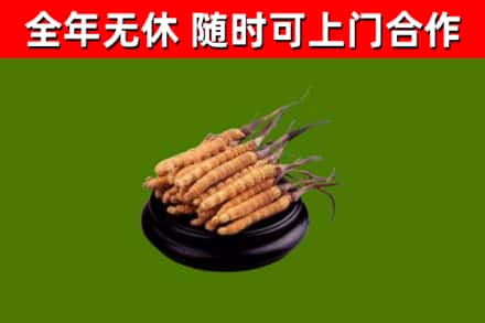 建始县回收散虫草