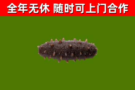建始县回收海参干